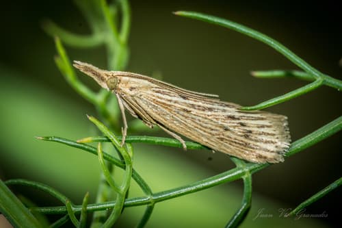 Ematheudes punctella