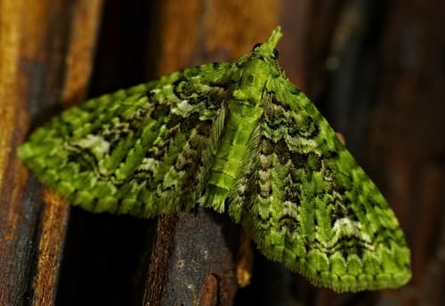 Emerald Pug Moth