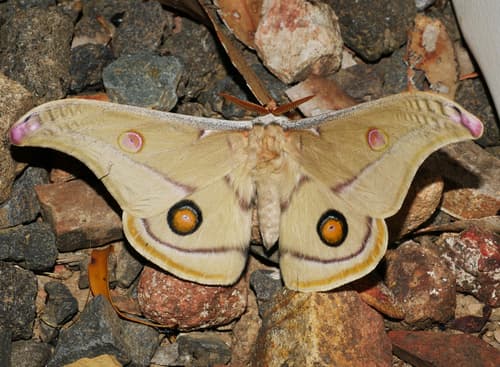 Emperor Gum Moth