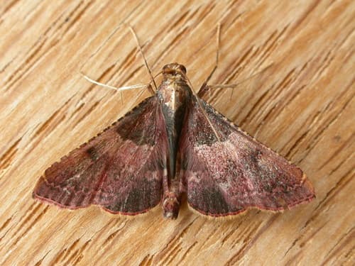 Red-barred Straw