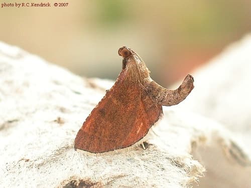 Endotricha theonalis