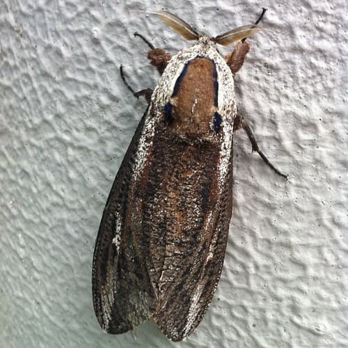 Eucalyptus Borer Moth