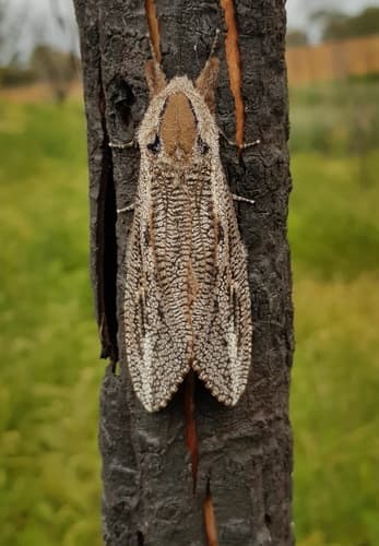 Giant Wood Moth