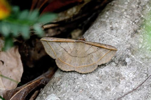 Entomogramma fautrix