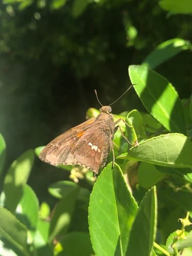 Golden-banded Skipper