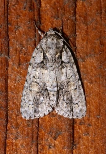 Epauleted Oak Dagger