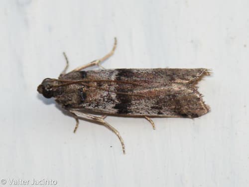 Ephestia welseriella