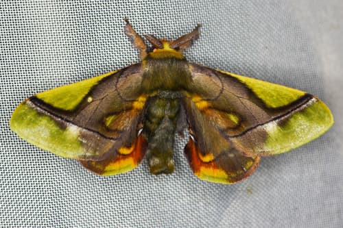 Mossy Epia Moth