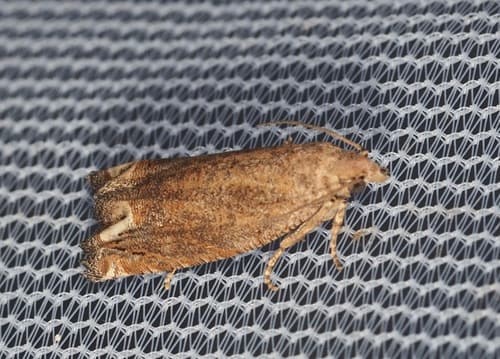 Mandana Epiblema Moth