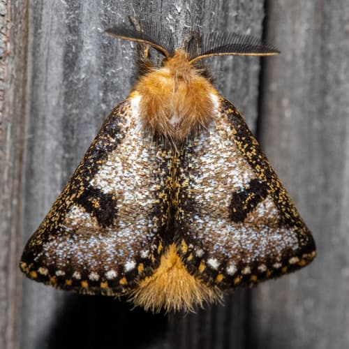 White-stemmed Gum Moth