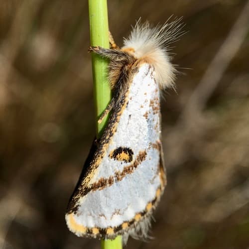 Black-spotted Epicoma Moth
