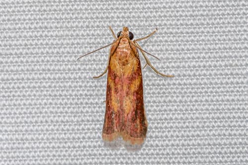 Epicrocis oegnusalis