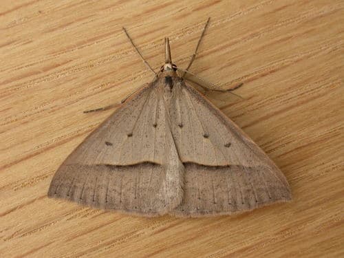 Common Gum Moth