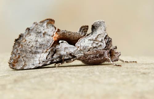 Epigaea Looper Moth