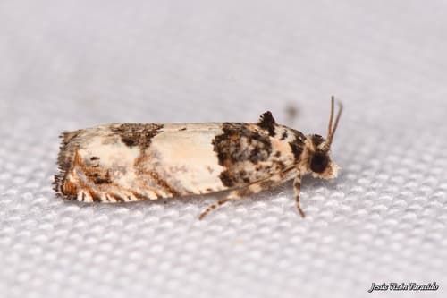 Epinotia thapsiana