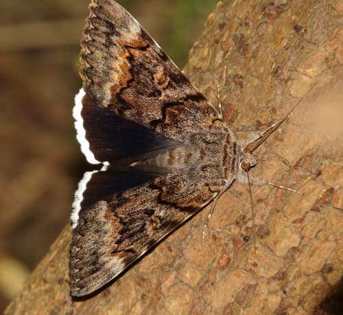 Epione Underwing
