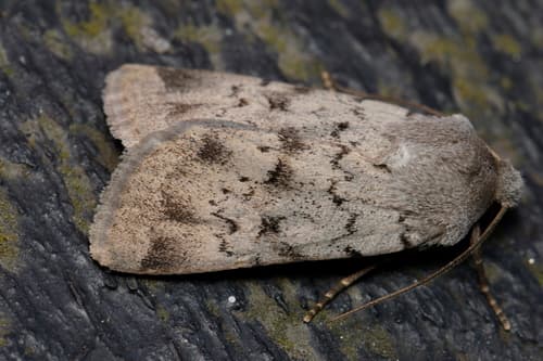 No widely accepted common name