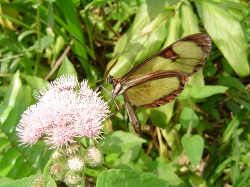 Eupompe Clearwing