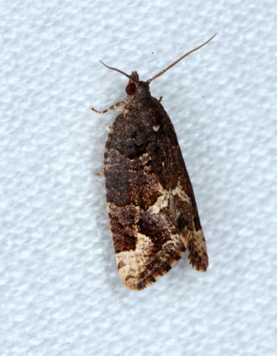 No widely accepted common name