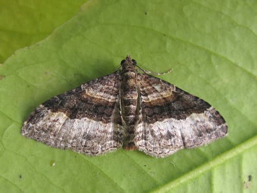 Epyaxa lucidata