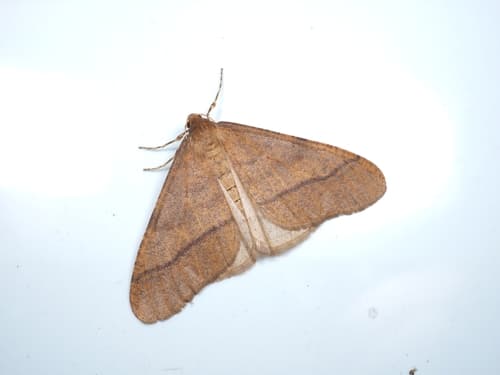 Mottled Umber