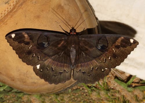 Crepuscular Owl Moth
