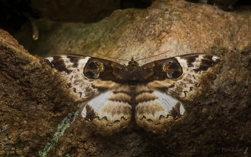 Erebus terminitincta