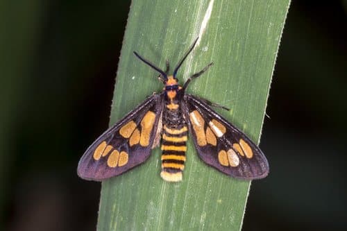 Geographic Eressa Moth