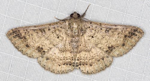 Ericeia sobria