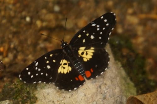Erodyle Checkerspot