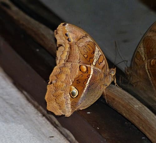 Reeves' Owl-butterfly