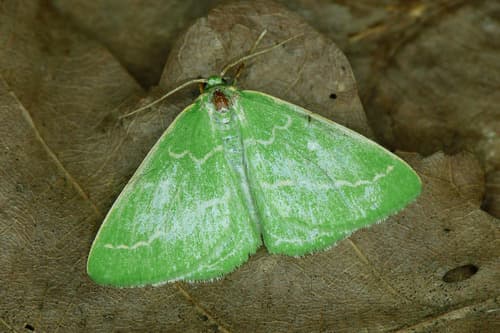 Essex Emerald
