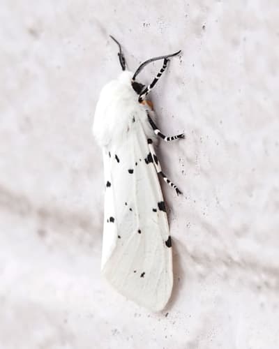 White Tiger Moth