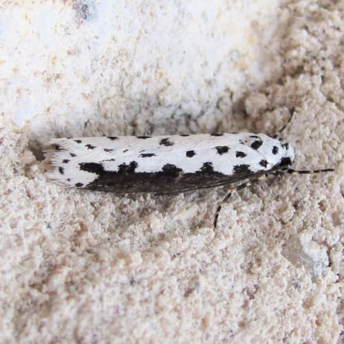 Ethmia hagenella