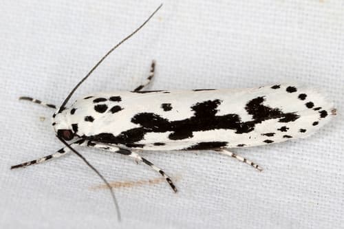 Pusiella Moth