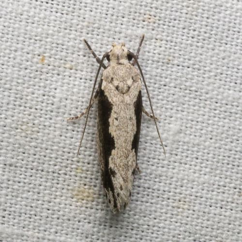 Half-shaded Ethmia Moth