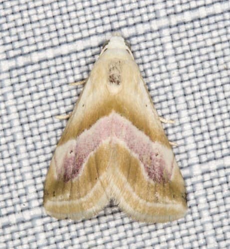 Rose-banded Eublemma