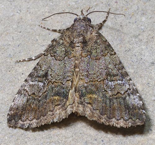 Eubolina moth