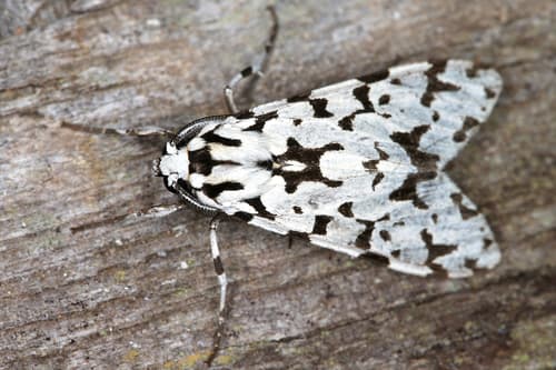 Tiger-striped Eucereon Moth