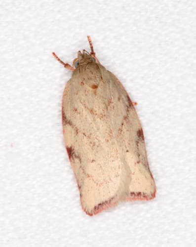 Euchaetis inceptella