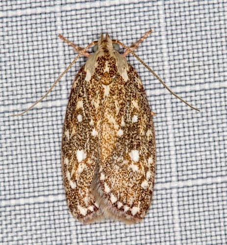 Metallic Euchaetis Moth