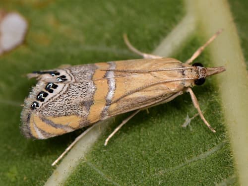 Beautiful Grass-veneer