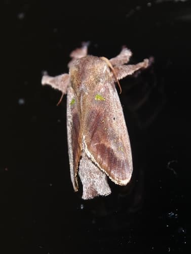 Norba Slug Moth