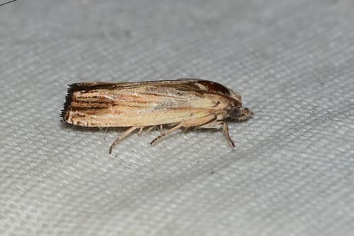 None widely recognized