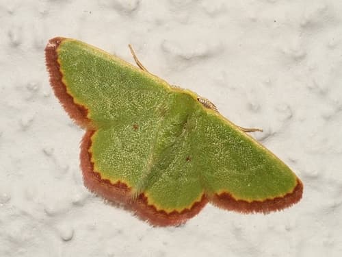 Green Emerald Moth