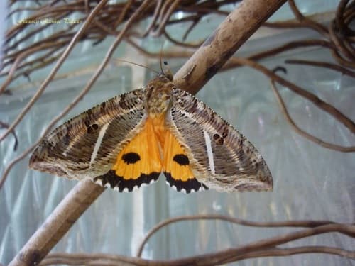 Fruit-piercing Moth