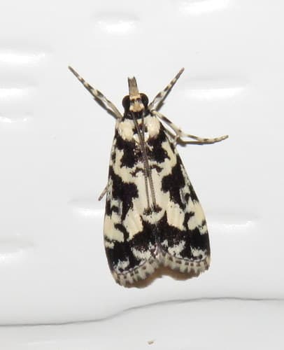 Eudonia aphrodes