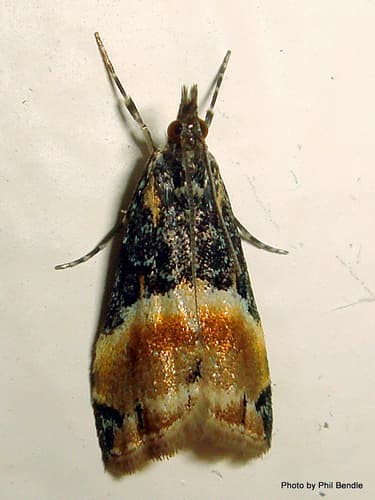 Eudonia chlamydota