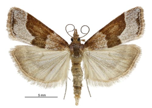 Eudonia feredayi