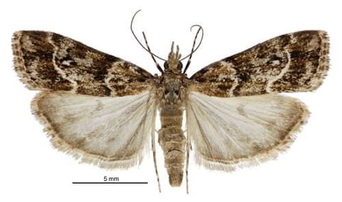 Eudonia legnota